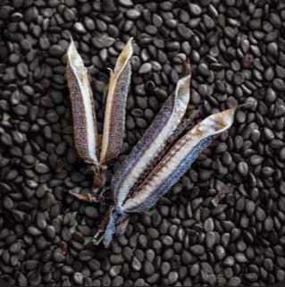 Black Sesame Seeds